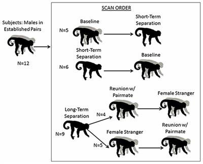 Challenges to the Pair Bond: Neural and Hormonal Effects of Separation and Reunion in a Monogamous Primate